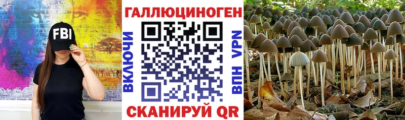 Галлюциногенные грибы Psilocybine cubensis Гурьевск